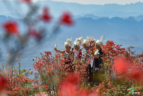 松桃：飛靈山上紅艷艷 朵朵花開(kāi)引客來(lái)