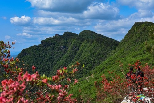 松桃：飛靈山上紅艷艷 朵朵花開(kāi)引客來(lái)
