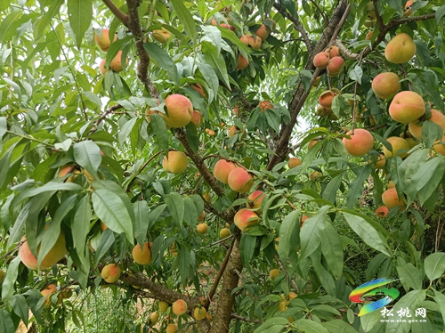 “桃”不開的誘惑——寨英水源黃桃等您來采摘！