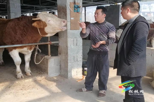 世昌街道：肉牛產(chǎn)業(yè)協(xié)會成立 群眾呼聲高