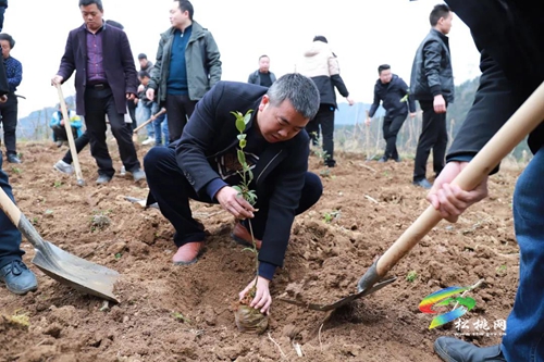 松桃各鄉(xiāng)鎮(zhèn)（街道）植樹添綠播種希望