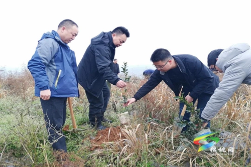 松桃各鄉(xiāng)鎮(zhèn)（街道）植樹添綠播種希望