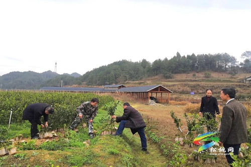 松桃各鄉(xiāng)鎮(zhèn)（街道）植樹添綠播種希望
