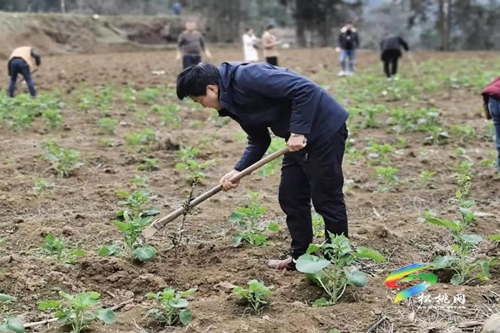 松桃各鄉(xiāng)鎮(zhèn)（街道）植樹添綠播種希望