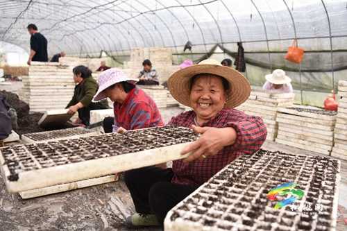 蓼皋街道落塘社區(qū)：人勤春來早 辣椒育苗正當時