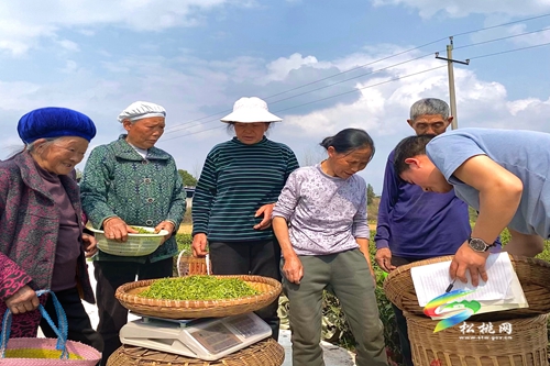 牛年第一批春茶，開采啦！