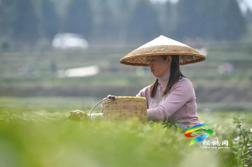 春茶飄香百姓樂