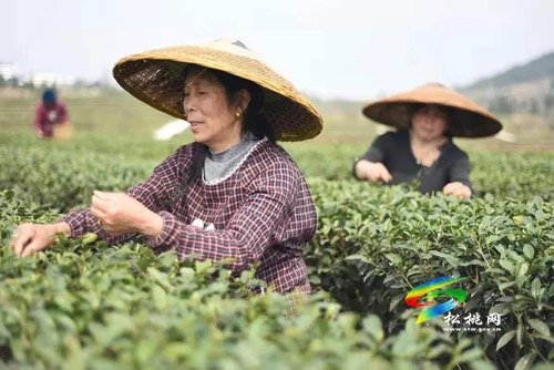 春茶飄香百姓樂