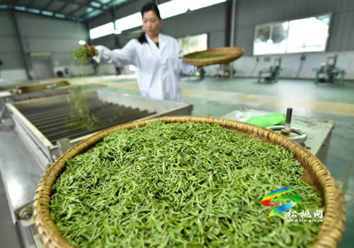 春茶飄香百姓樂