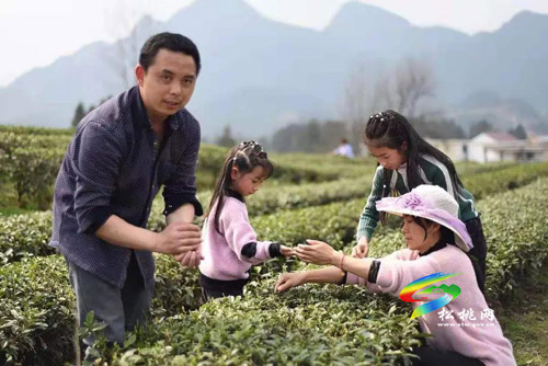 春茶飄香百姓樂