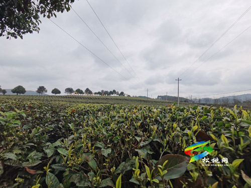 發(fā)展茶園助增收