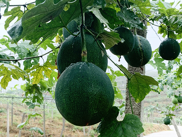 我是產(chǎn)業(yè)合伙人，松桃農(nóng)民在鄉(xiāng)村振興中找到新角色新定位