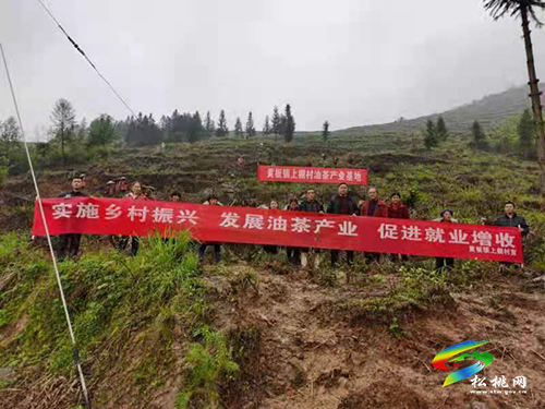 待油茶花開(kāi)·引萬(wàn)千客來(lái)——黃板鎮(zhèn)油茶 產(chǎn)業(yè)穩(wěn)步擴(kuò)大規(guī)模