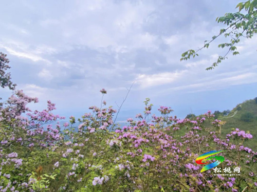松桃飛靈山：萬(wàn)畝杜鵑花開正艷
