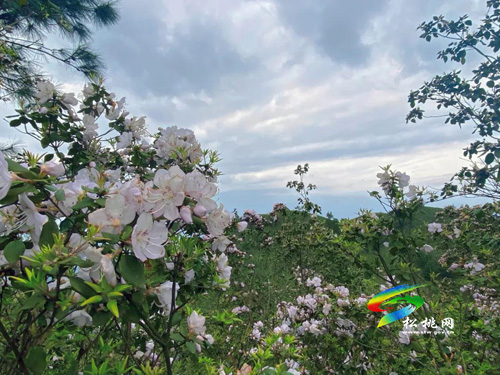 松桃飛靈山：萬(wàn)畝杜鵑花開正艷
