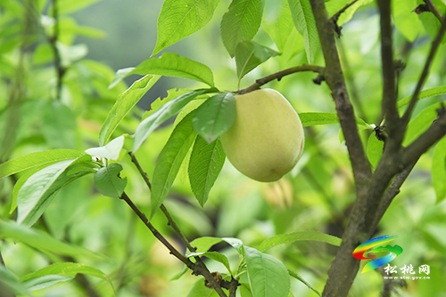 ​松桃矮塞村：壯大集體經(jīng)濟　助力鄉(xiāng)村振興