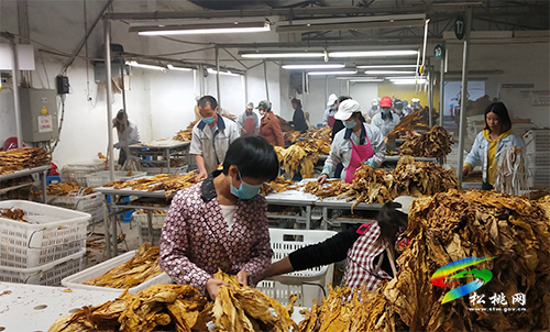 你知道我是怎么從綠葉變“金葉”的嗎？