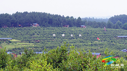 省人大農(nóng)委主任委員楊云一行來(lái)松桃調(diào)研油茶產(chǎn)業(yè)工作