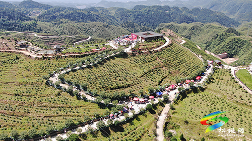 小藍莓，大豐收