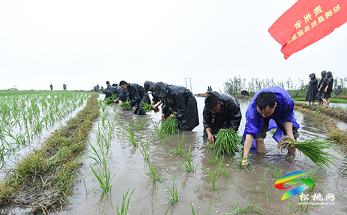 松桃：搶抓農(nóng)時(shí)，民兵冒雨助農(nóng)栽秧忙