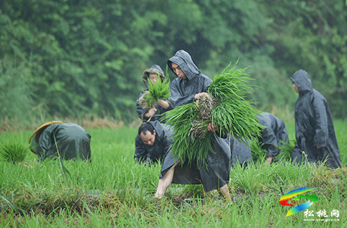 松桃：搶抓農(nóng)時(shí)，民兵冒雨助農(nóng)栽秧忙