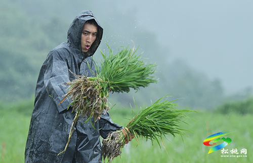 松桃：搶抓農(nóng)時(shí)，民兵冒雨助農(nóng)栽秧忙