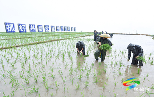 松桃：搶抓農(nóng)時(shí)，民兵冒雨助農(nóng)栽秧忙