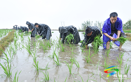 松桃：搶抓農(nóng)時(shí)，民兵冒雨助農(nóng)栽秧忙