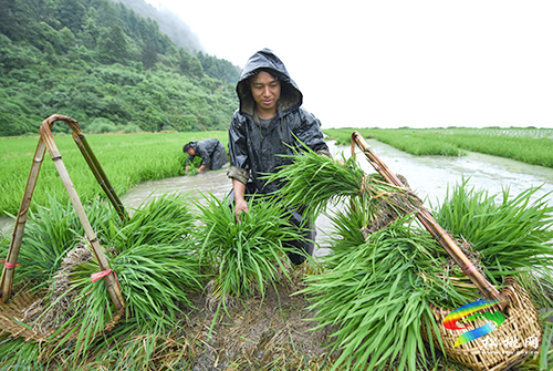 松桃：搶抓農(nóng)時(shí)，民兵冒雨助農(nóng)栽秧忙