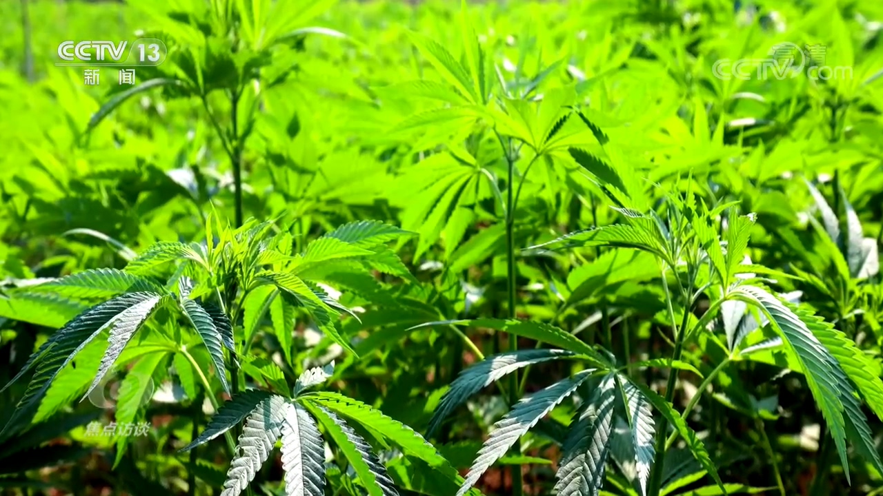 焦點訪談：“合法上頭”？斬斷源頭！