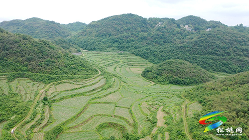 長坪鄉(xiāng)：烤煙長勢好，煙農(nóng)管護(hù)忙