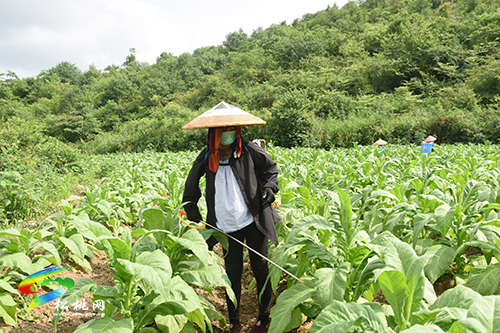 長坪鄉(xiāng)：烤煙長勢好，煙農(nóng)管護(hù)忙