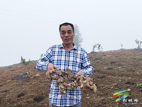 普覺鎮(zhèn)侯溪屯村：種黃精  土變金