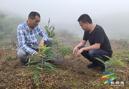 普覺鎮(zhèn)侯溪屯村：種黃精  土變金