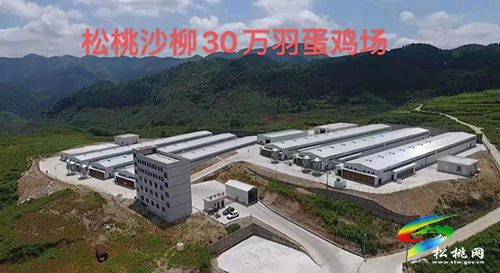 銅仁電視臺(tái)在松桃拍攝家禽產(chǎn)業(yè)發(fā)展推進(jìn)專題宣傳片