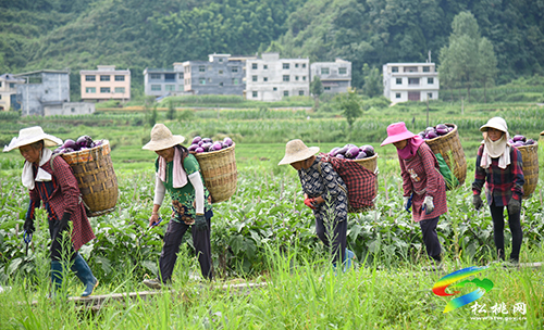 松桃：“我產(chǎn)你銷”，500畝夏季茄子喜獲豐收