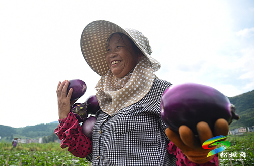 松桃：“我產(chǎn)你銷”，500畝夏季茄子喜獲豐收