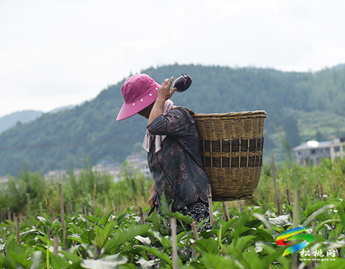 松桃：“我產(chǎn)你銷”，500畝夏季茄子喜獲豐收