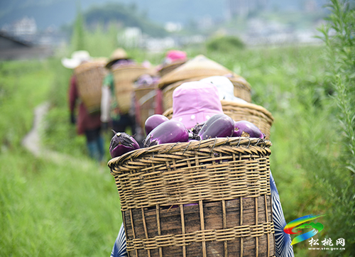 松桃：“我產(chǎn)你銷”，500畝夏季茄子喜獲豐收