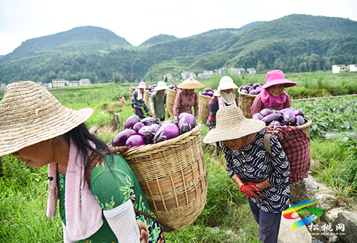 松桃：“我產(chǎn)你銷”，500畝夏季茄子喜獲豐收