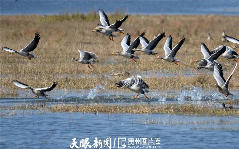 《貴州日?qǐng)?bào)》刊登乾興平文章：共同構(gòu)建人與自然生命共同體