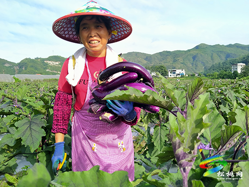 烏羅鎮(zhèn)：逾300畝高山茄子喜獲豐收，助推鄉(xiāng)村振興
