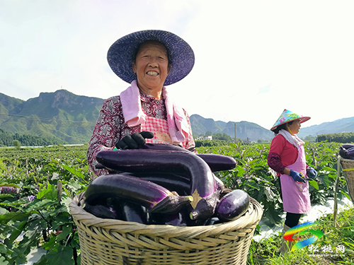烏羅鎮(zhèn)：逾300畝高山茄子喜獲豐收，助推鄉(xiāng)村振興