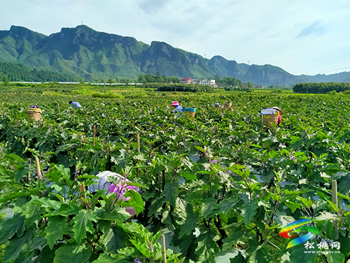 烏羅鎮(zhèn)：逾300畝高山茄子喜獲豐收，助推鄉(xiāng)村振興