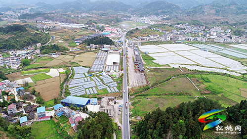 太平營(yíng)大橋壩“巨峰葡萄”提前成熟