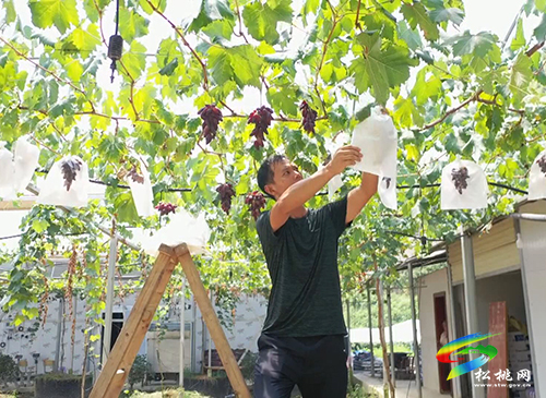 沙壩河鄉(xiāng)：“葡萄莊園”即將上線