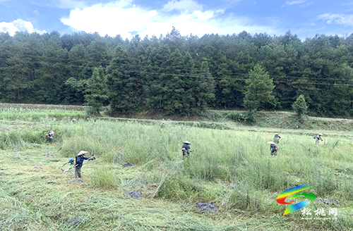 長興堡鎮(zhèn)萬畝油茶秋季管護(hù)如火如荼