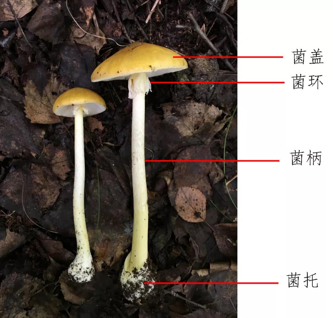 又到了采蘑菇，吃鮮蘑的季節(jié)！注意！注意！注意！