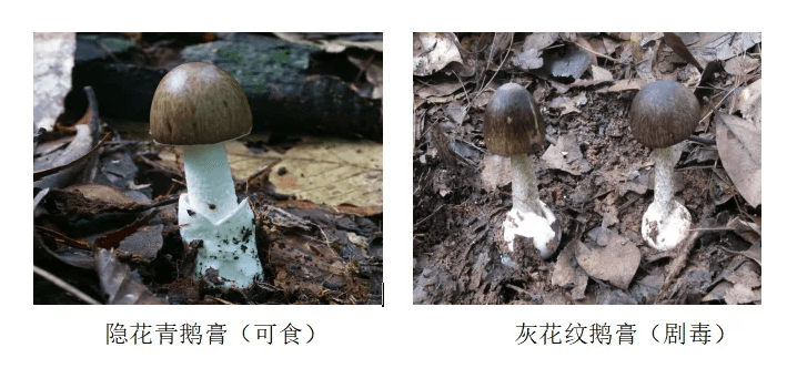 又到了采蘑菇，吃鮮蘑的季節(jié)！注意！注意！注意！