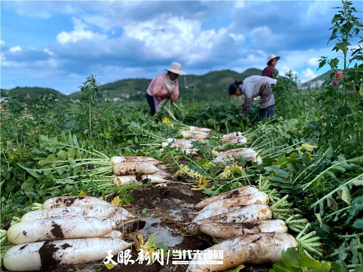 山海赴新程 風(fēng)勁正揚(yáng)帆丨貴州主動(dòng)融入粵港澳大灣區(qū)擴(kuò)大開放發(fā)展